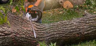 Best Stump Grinding and Removal  in Apple Creek, OH