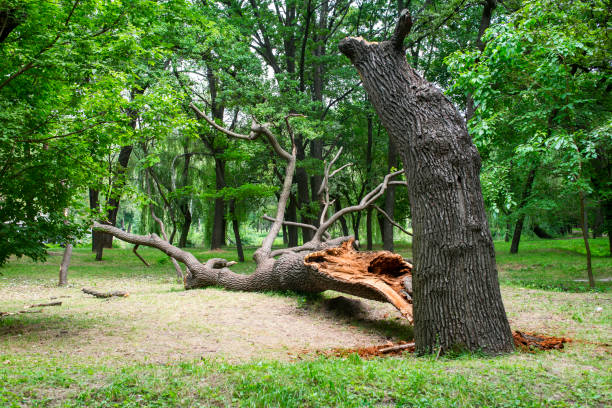 Best Tree and Shrub Care  in Apple Creek, OH