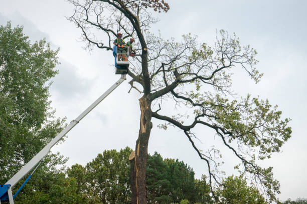 How Our Tree Care Process Works  in  Apple Creek, OH