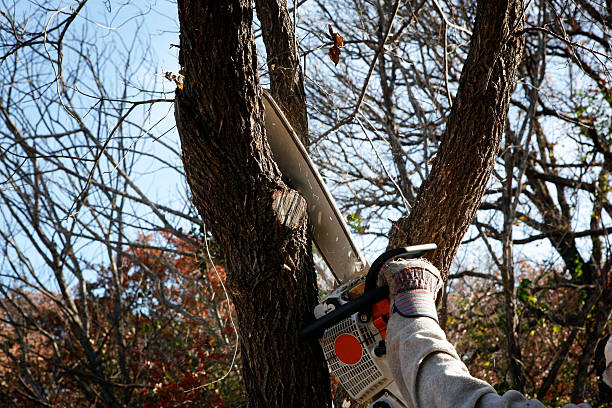 Best Arborist Consultation Services  in Apple Creek, OH