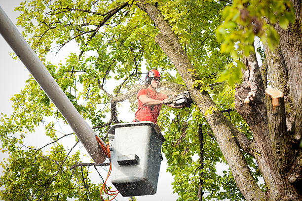 Best Commercial Tree Services  in Apple Creek, OH