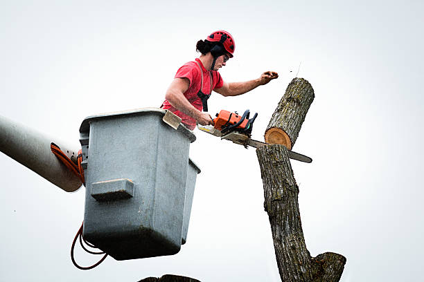 Best Fruit Tree Pruning  in Apple Creek, OH